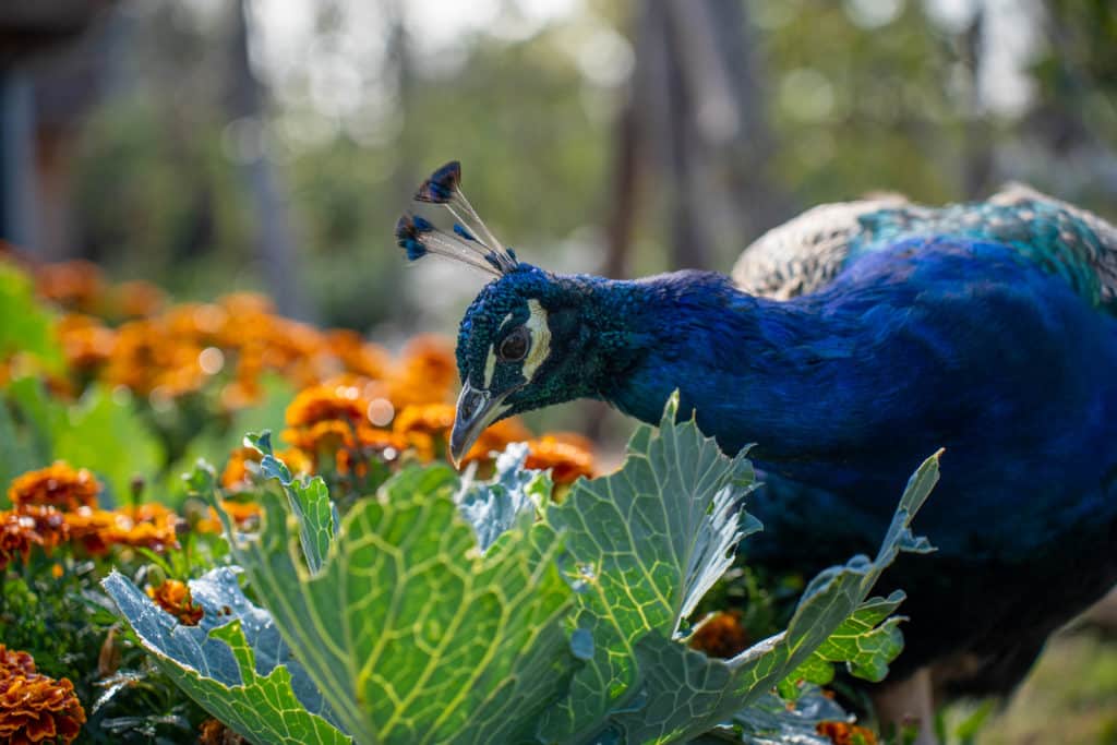 Photo d'un paon provenant du Parc Animalier de sainte croix